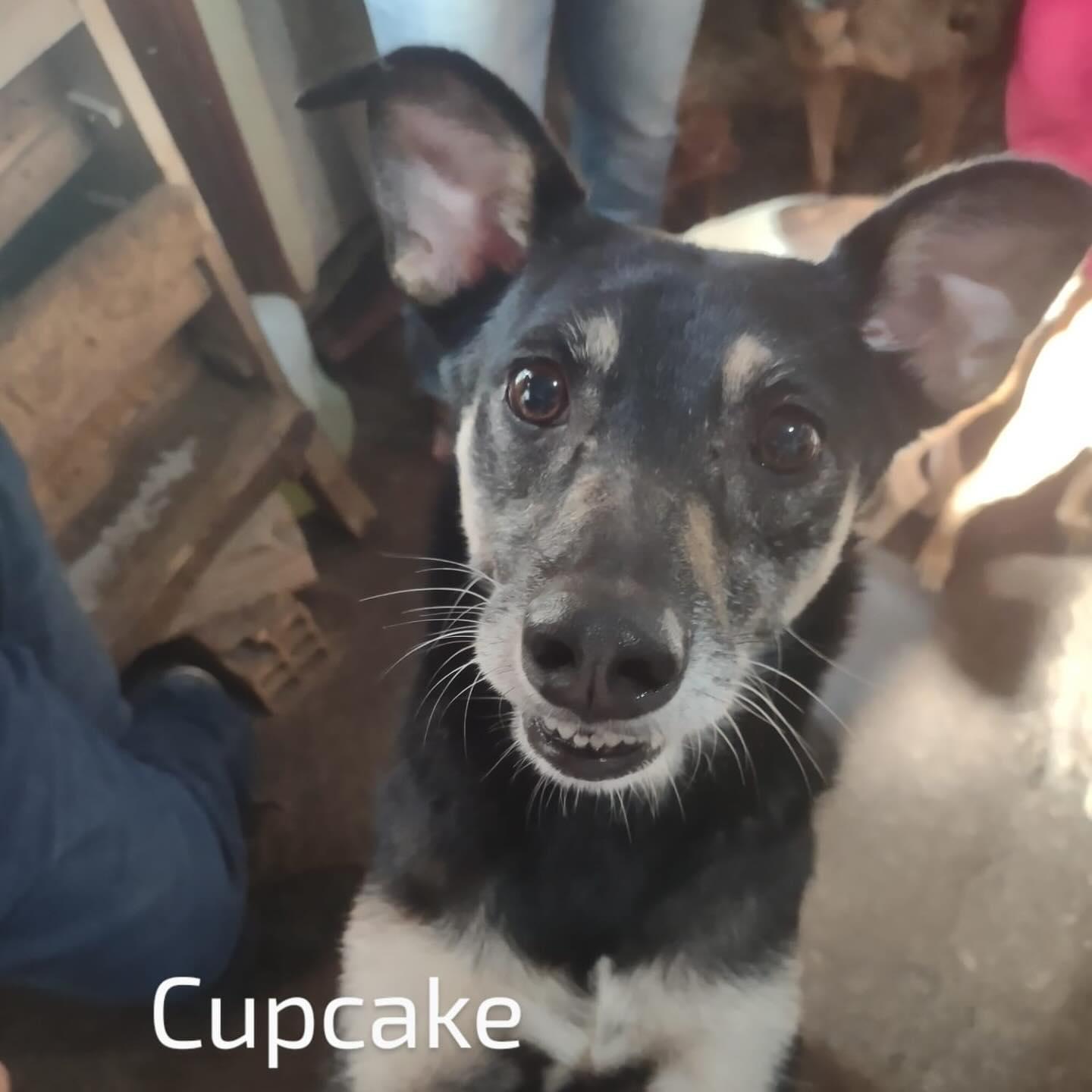 Cupcake 