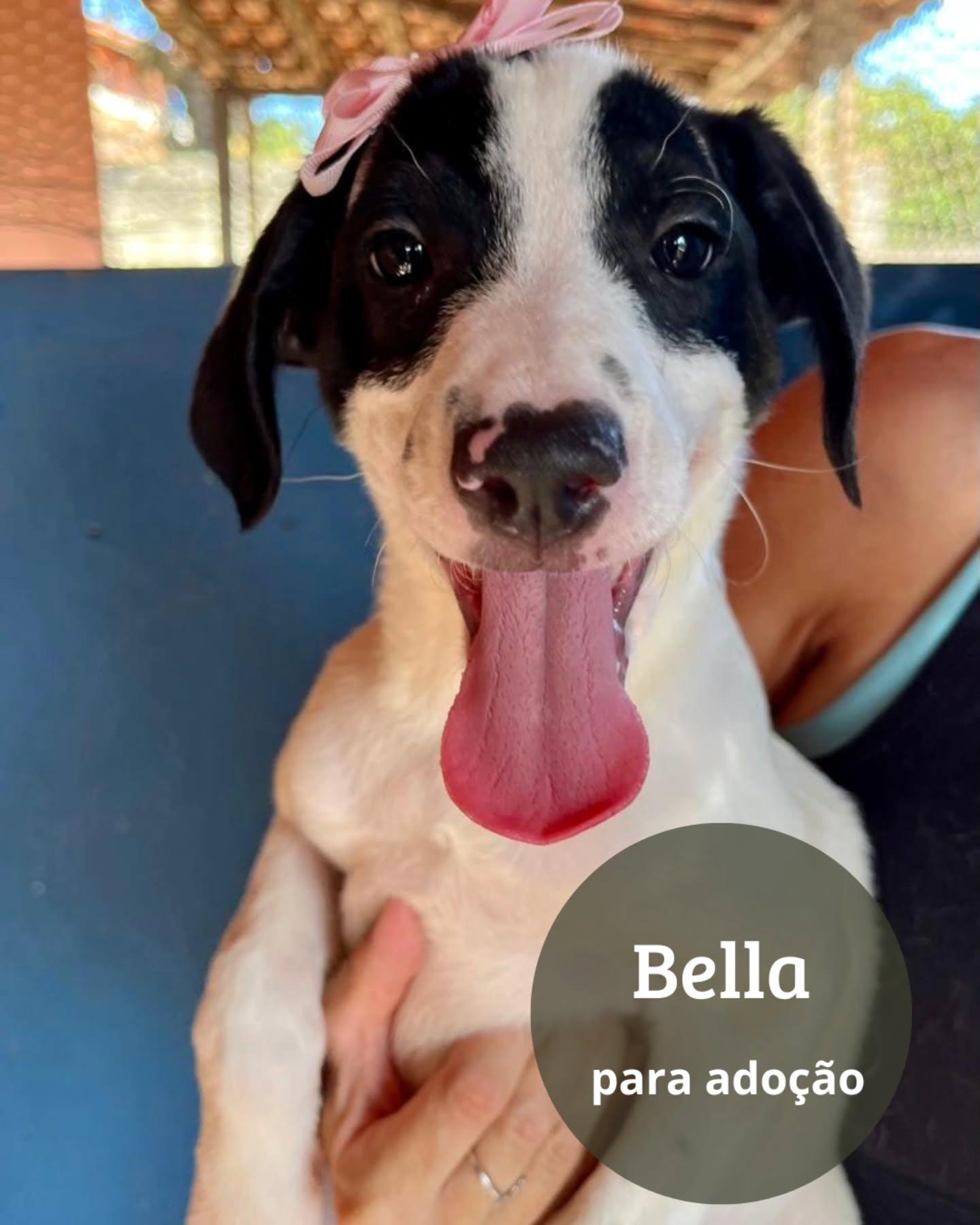 Bela