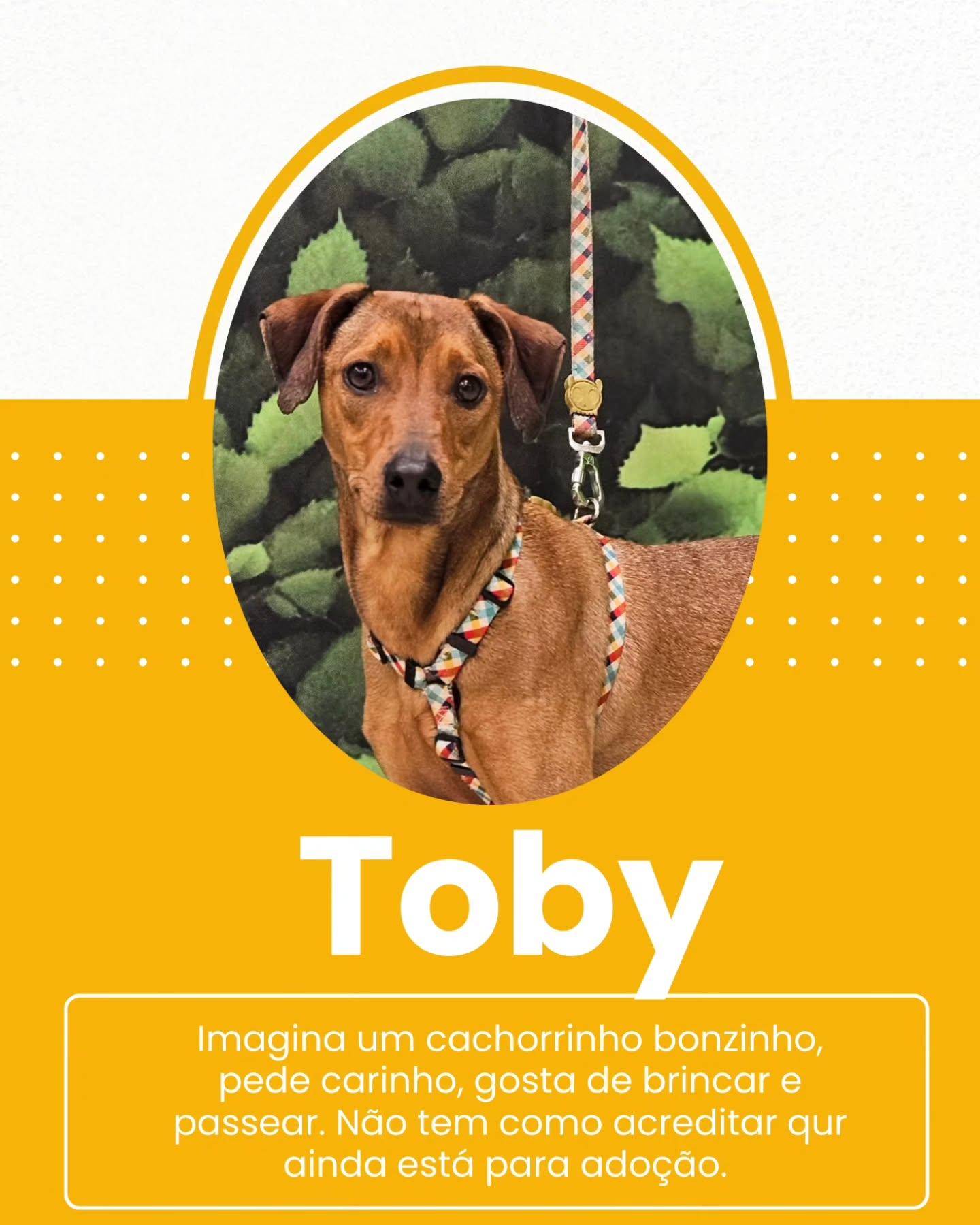 Toby