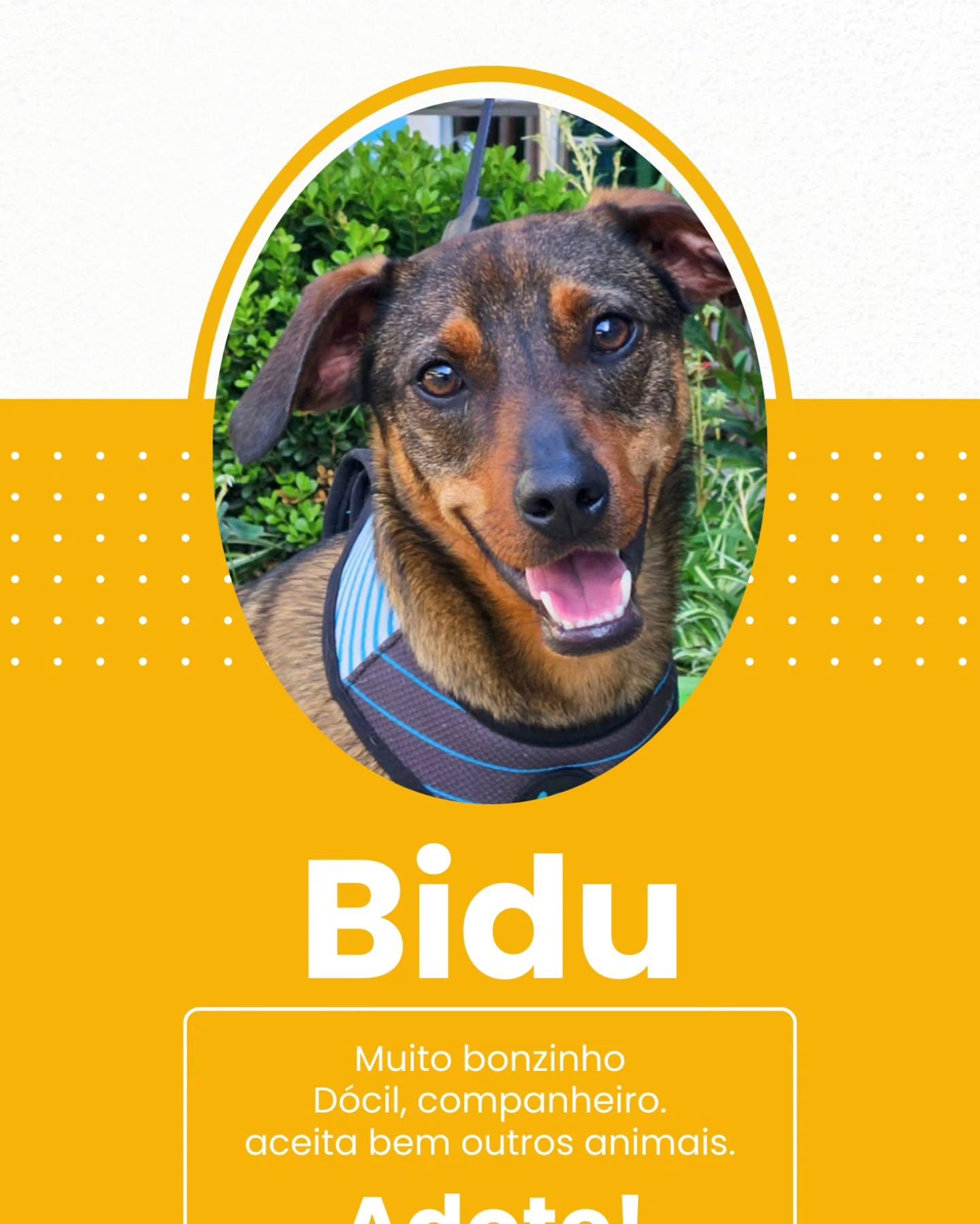 Bidu