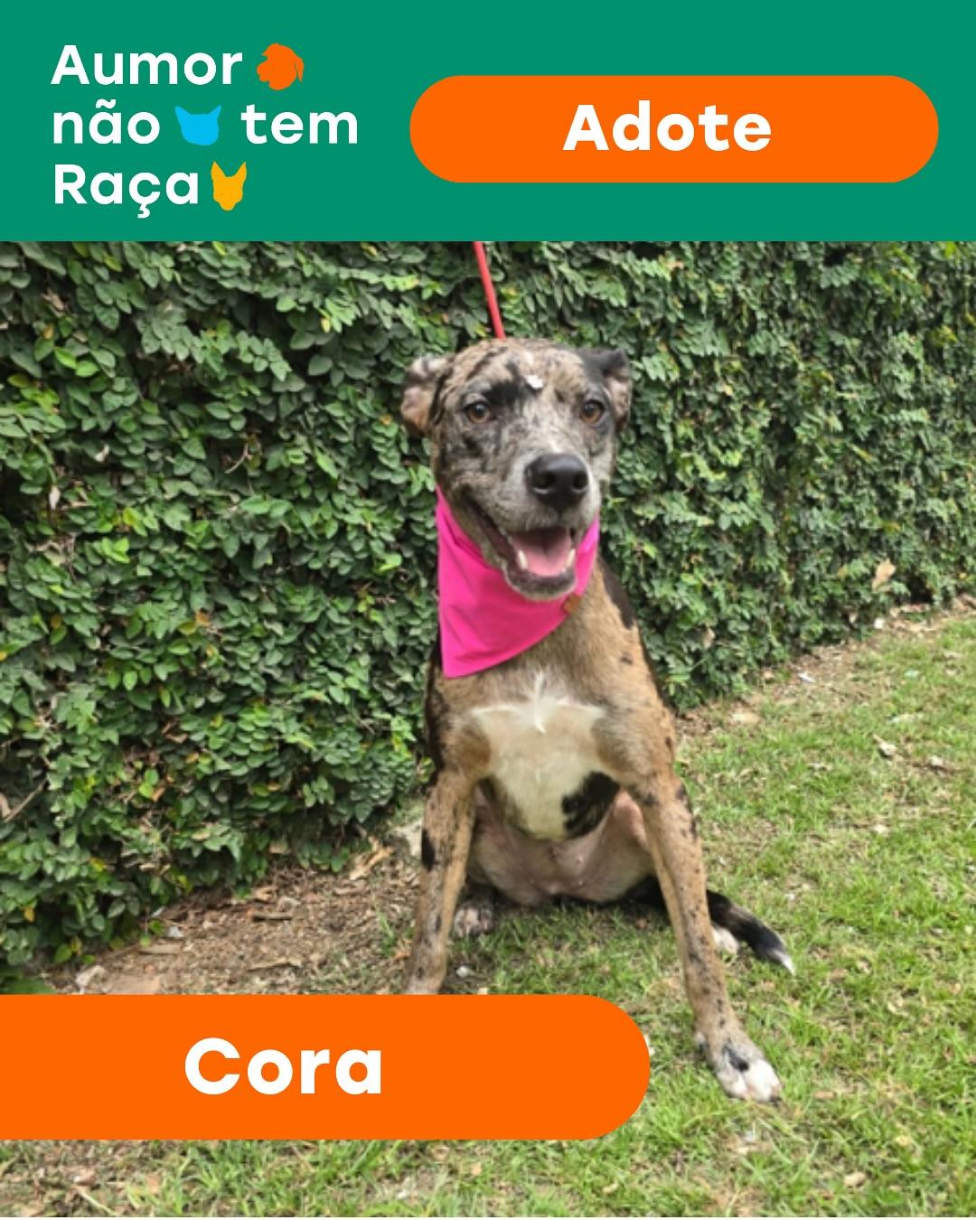 Cora