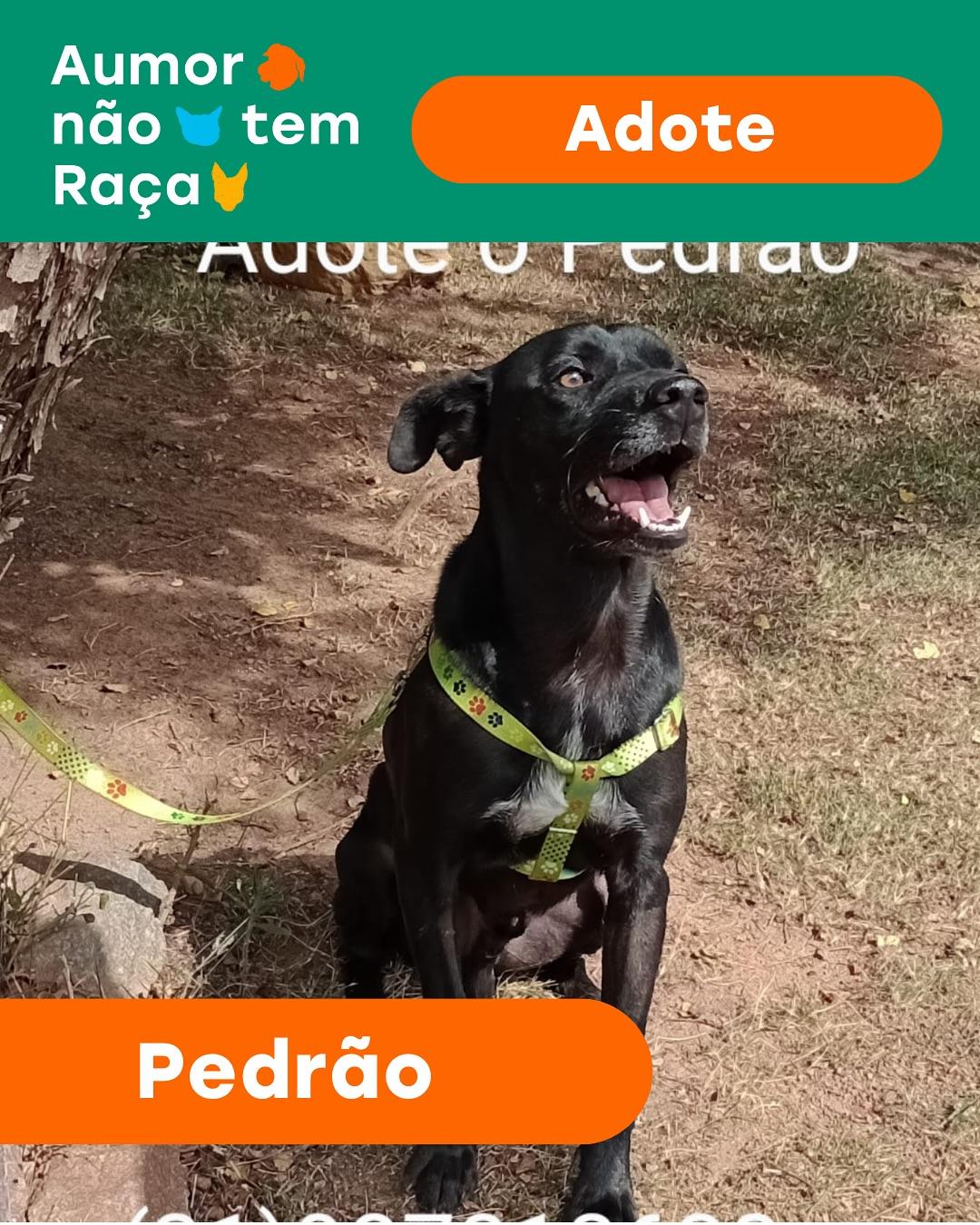 Pedrão