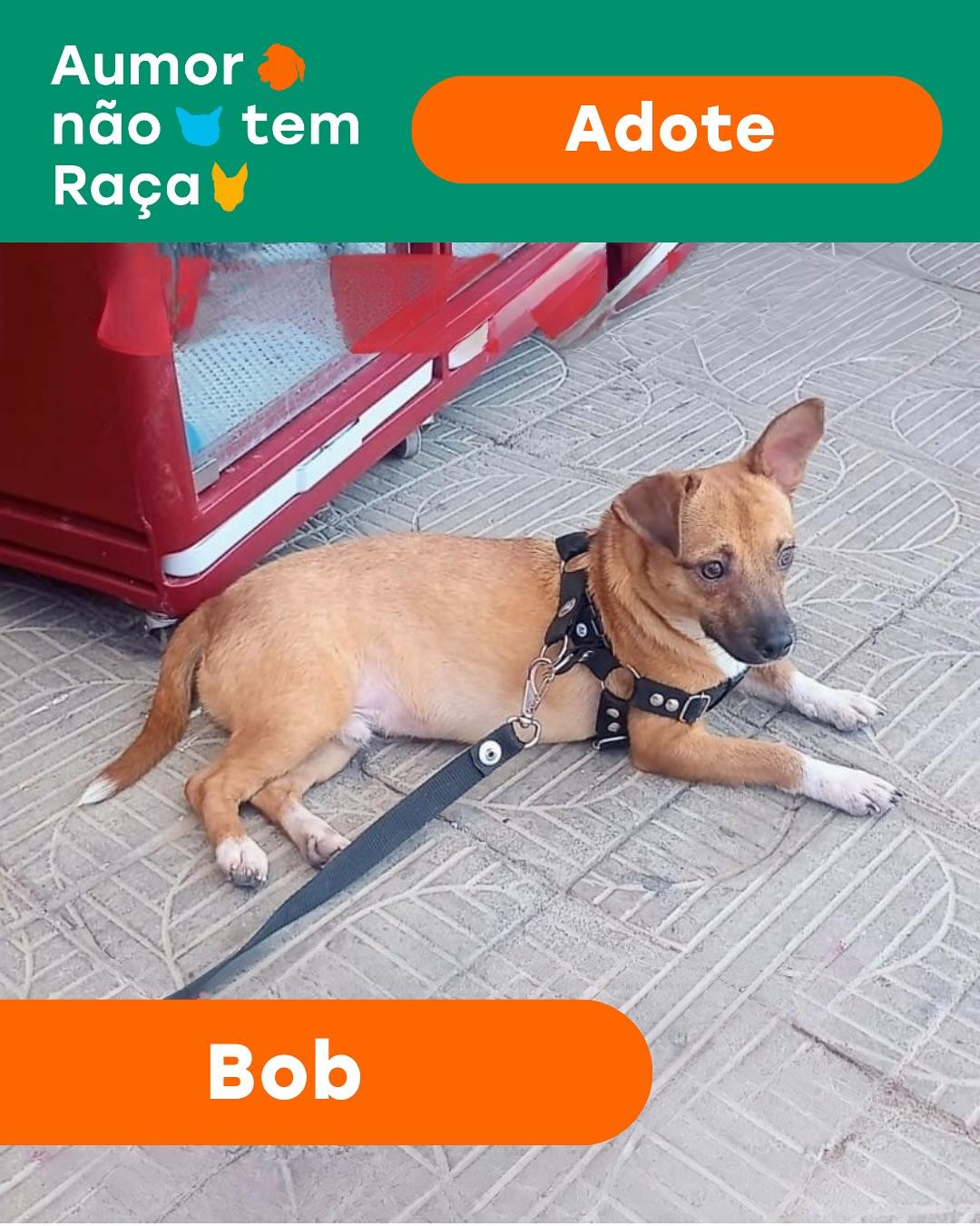 Bob