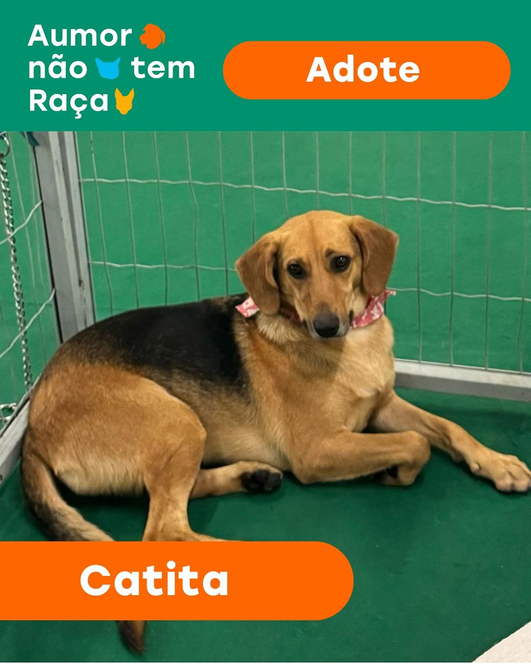 Catita