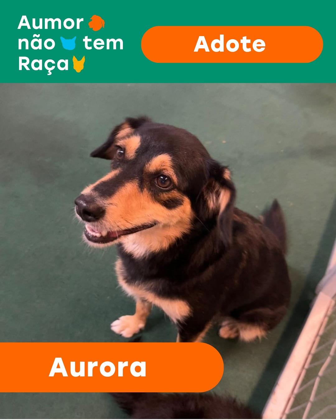 Aurora