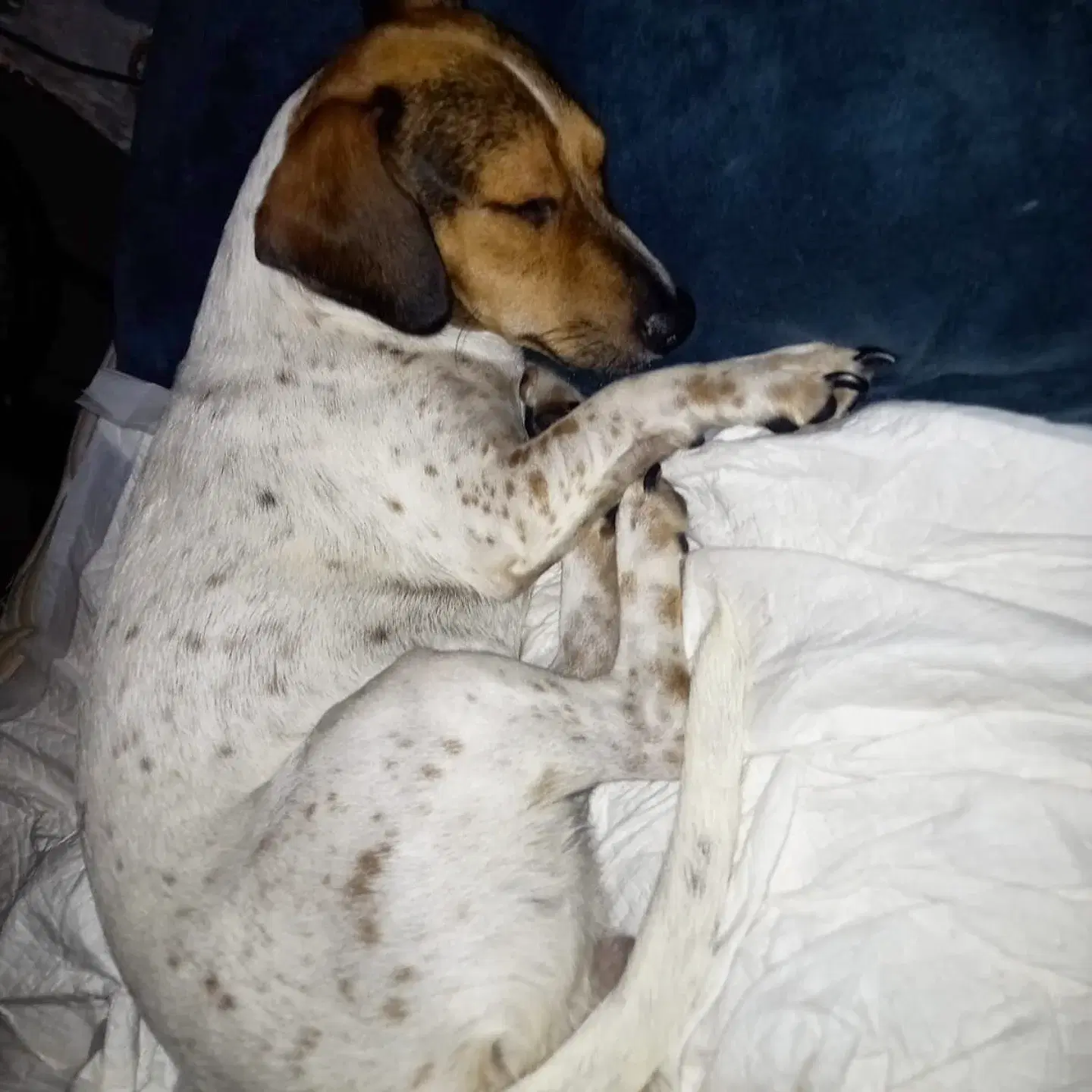 Zoe