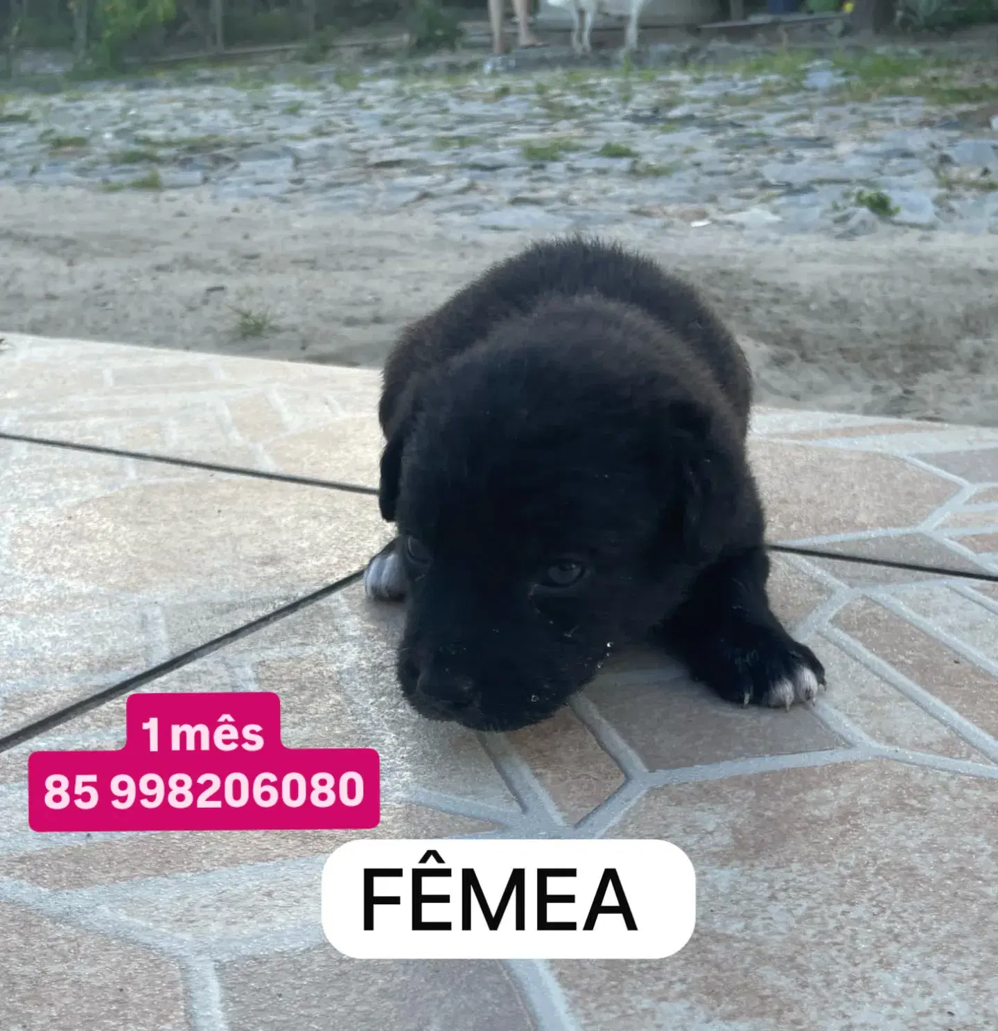 Sem Nome