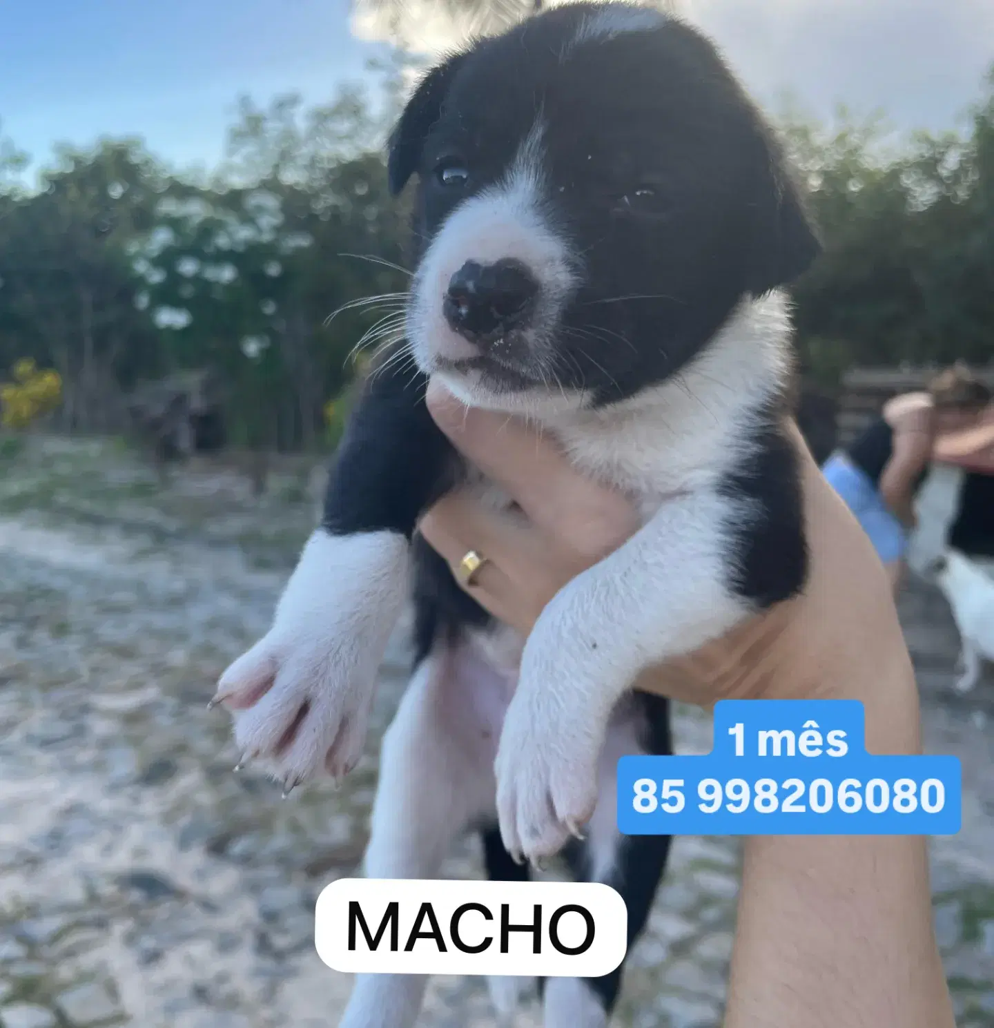 Sem  Nome