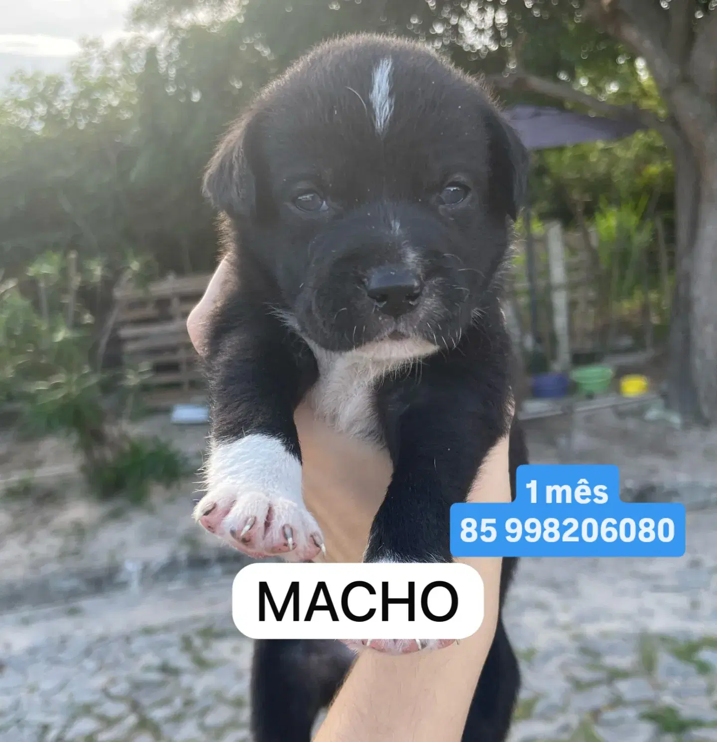 Sem  Nome