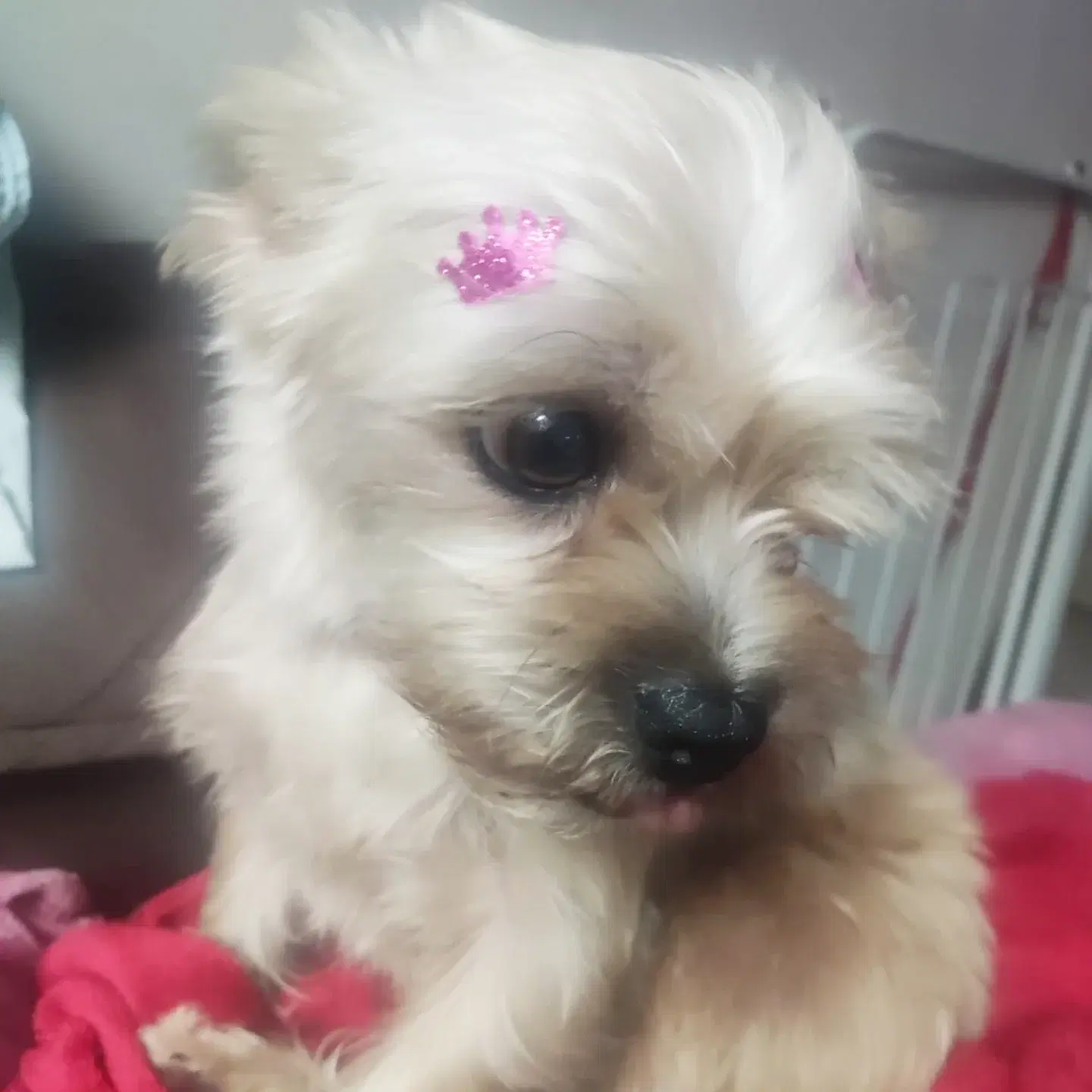 Clarinha