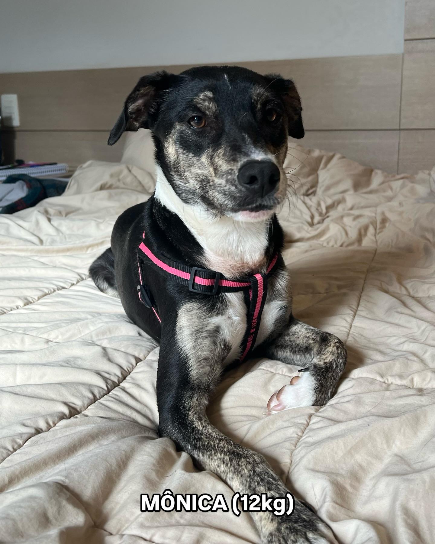 Mônica