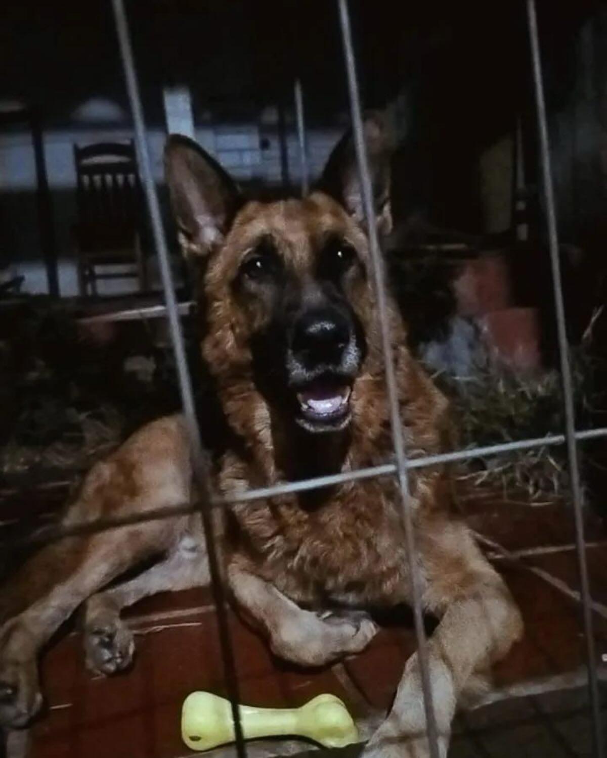 Maximus
