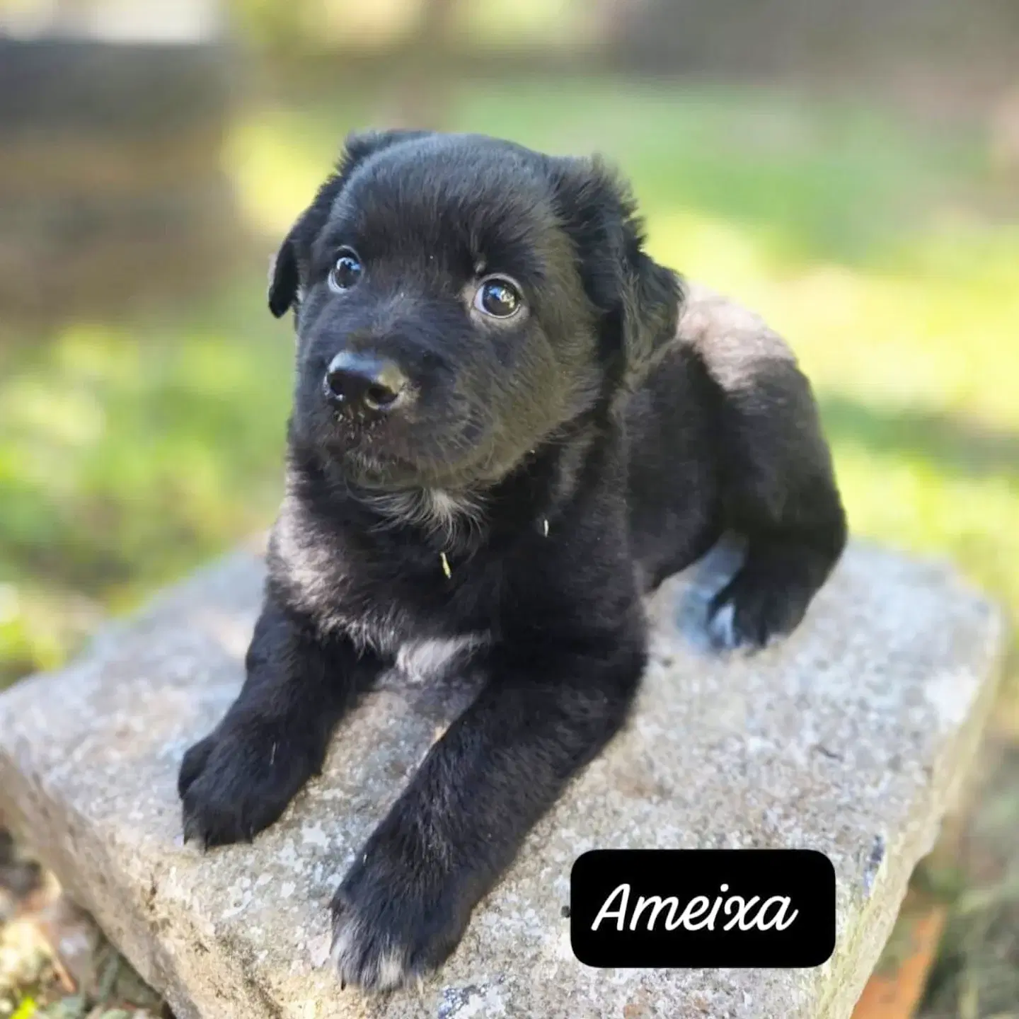 Ameixa