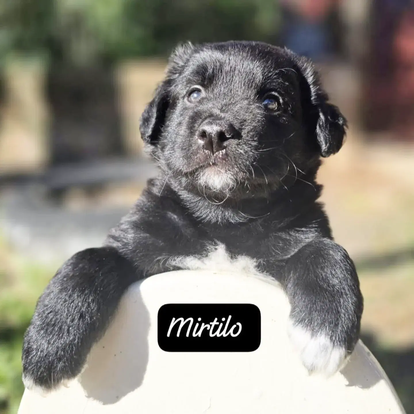 Mirtilo
