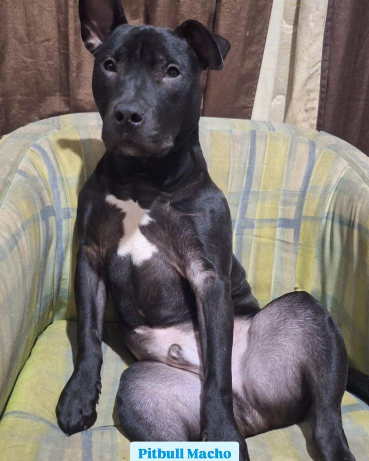 Pitt