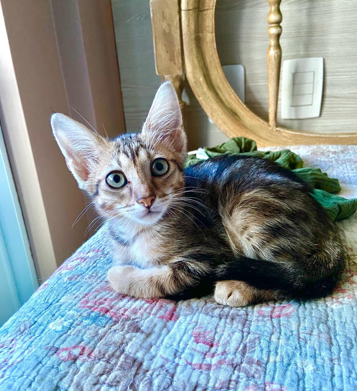 Naninha
