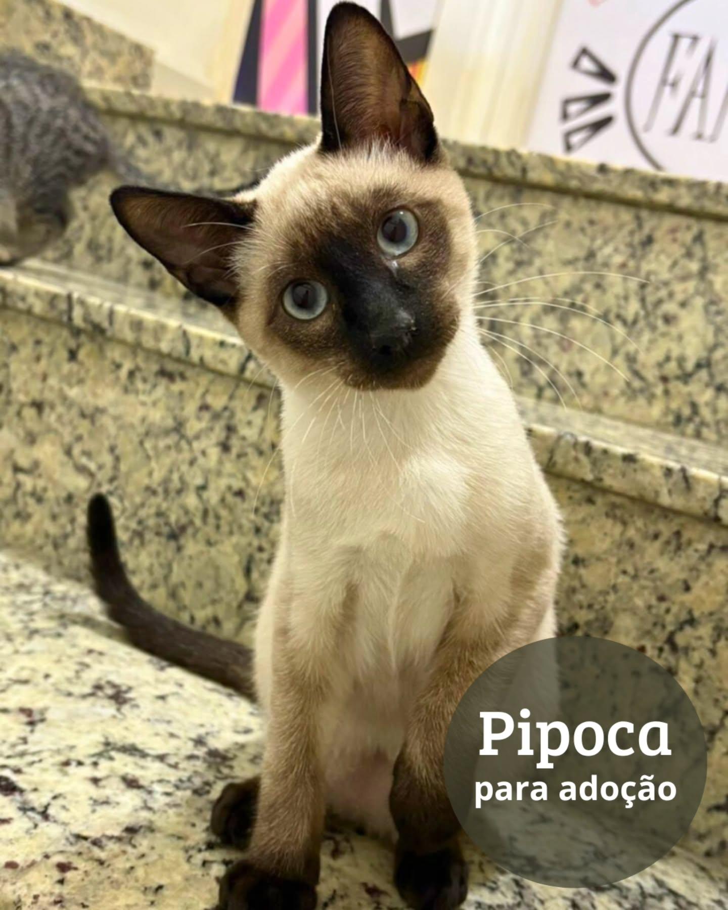 Pipoca