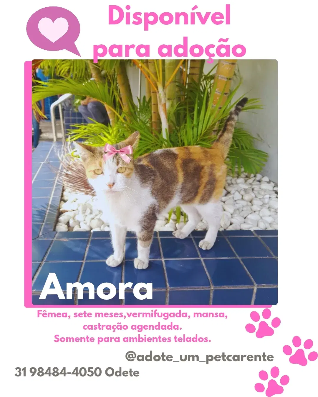 Amora