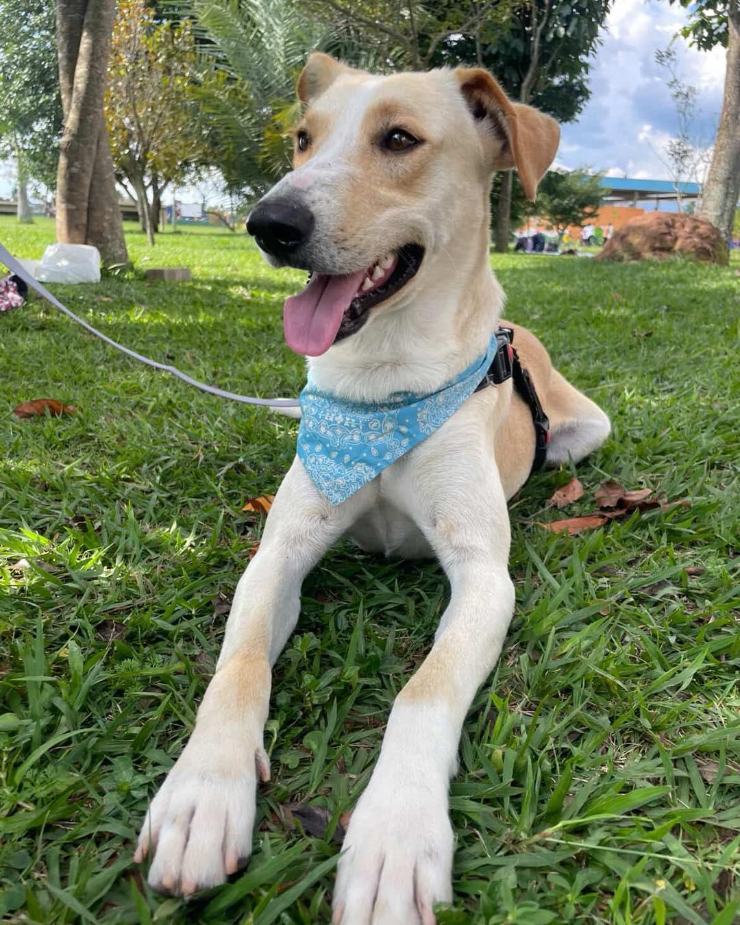 Apollo