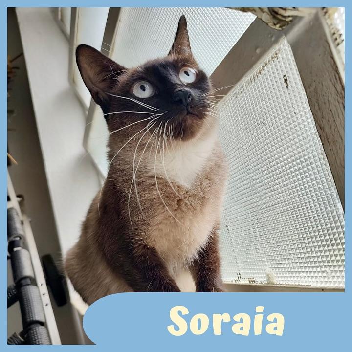 Soraia