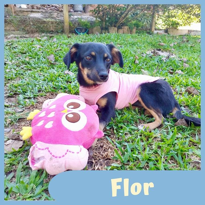 Flor