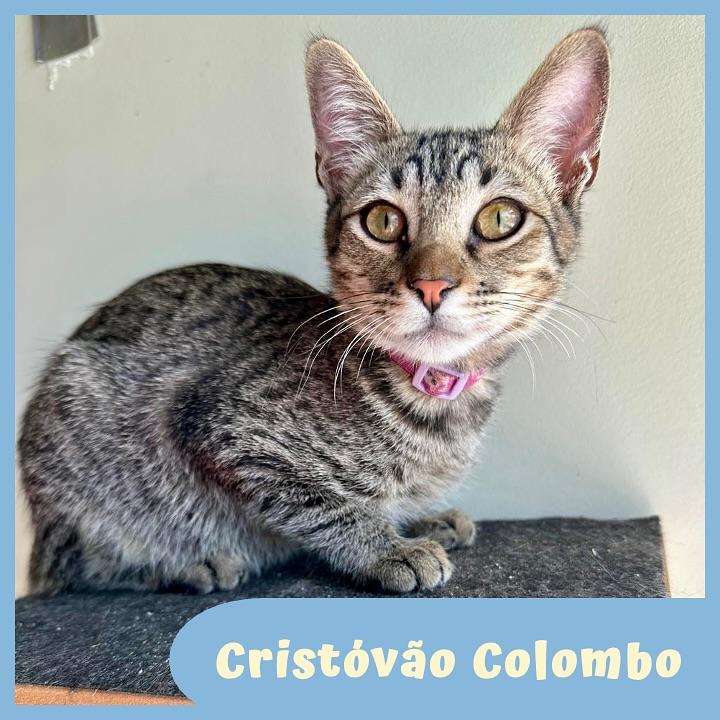 Cristóvão Colombo