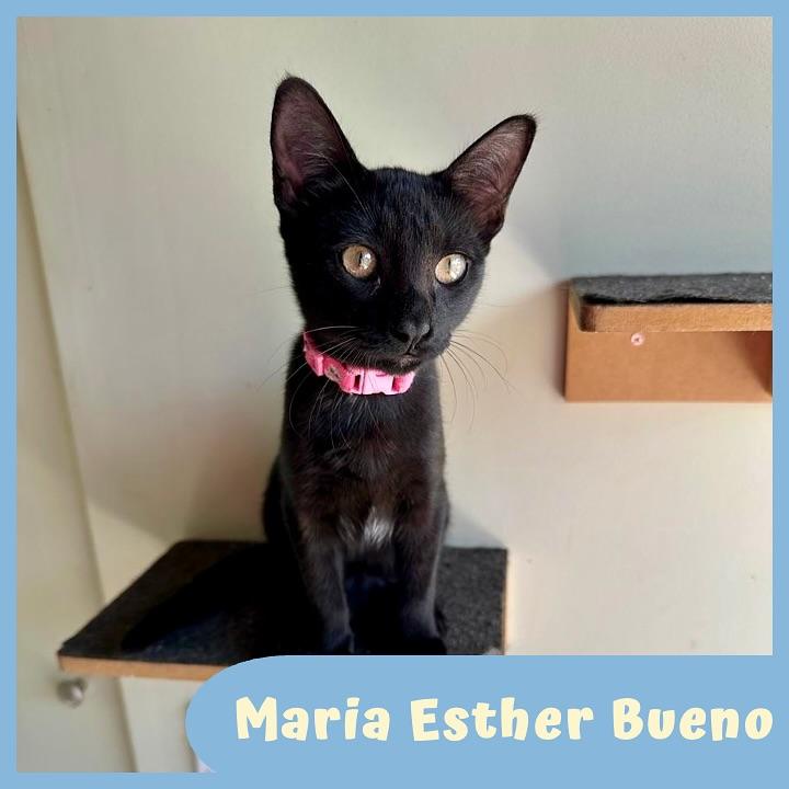 Maria Esther Bueno