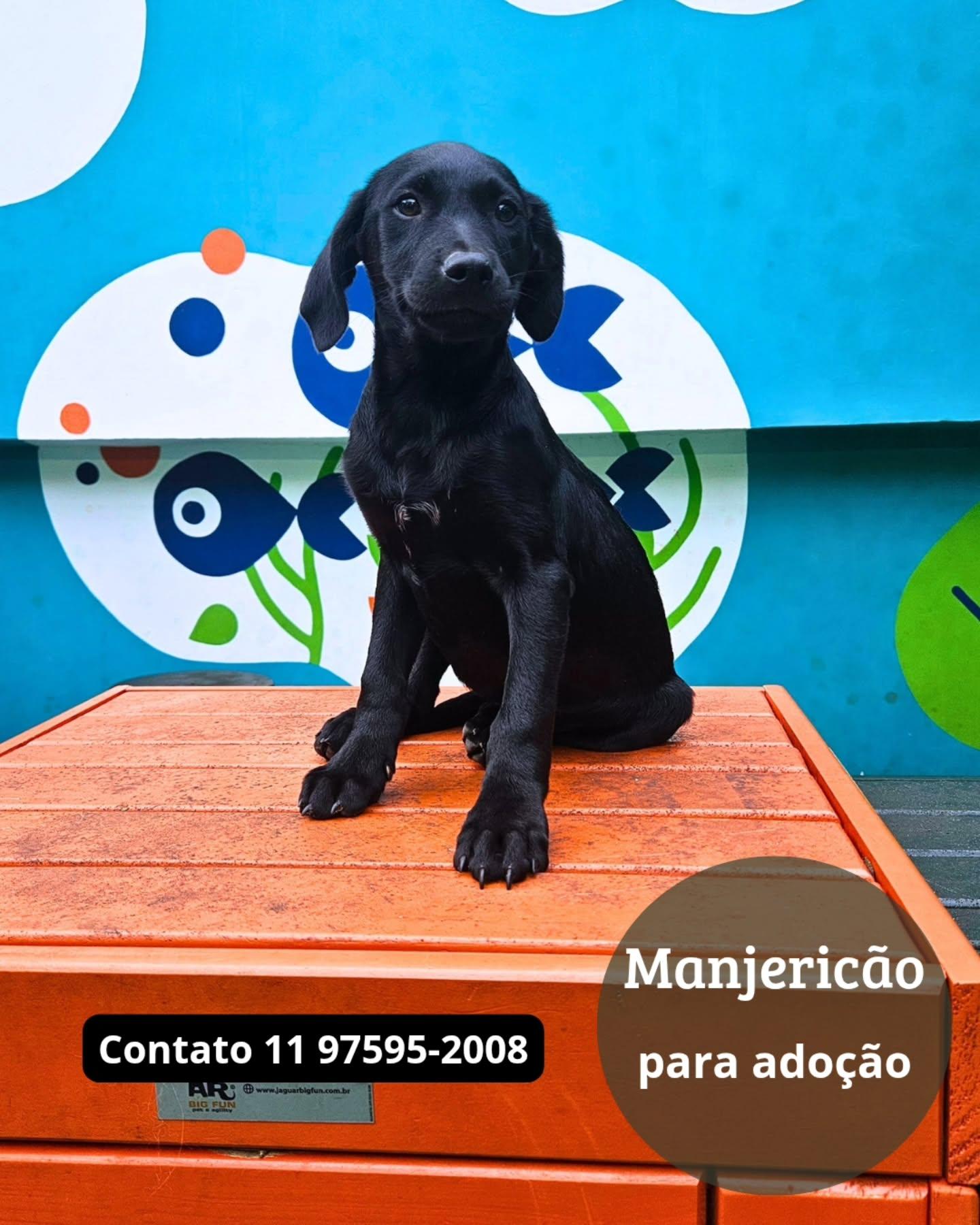 Manjericão
