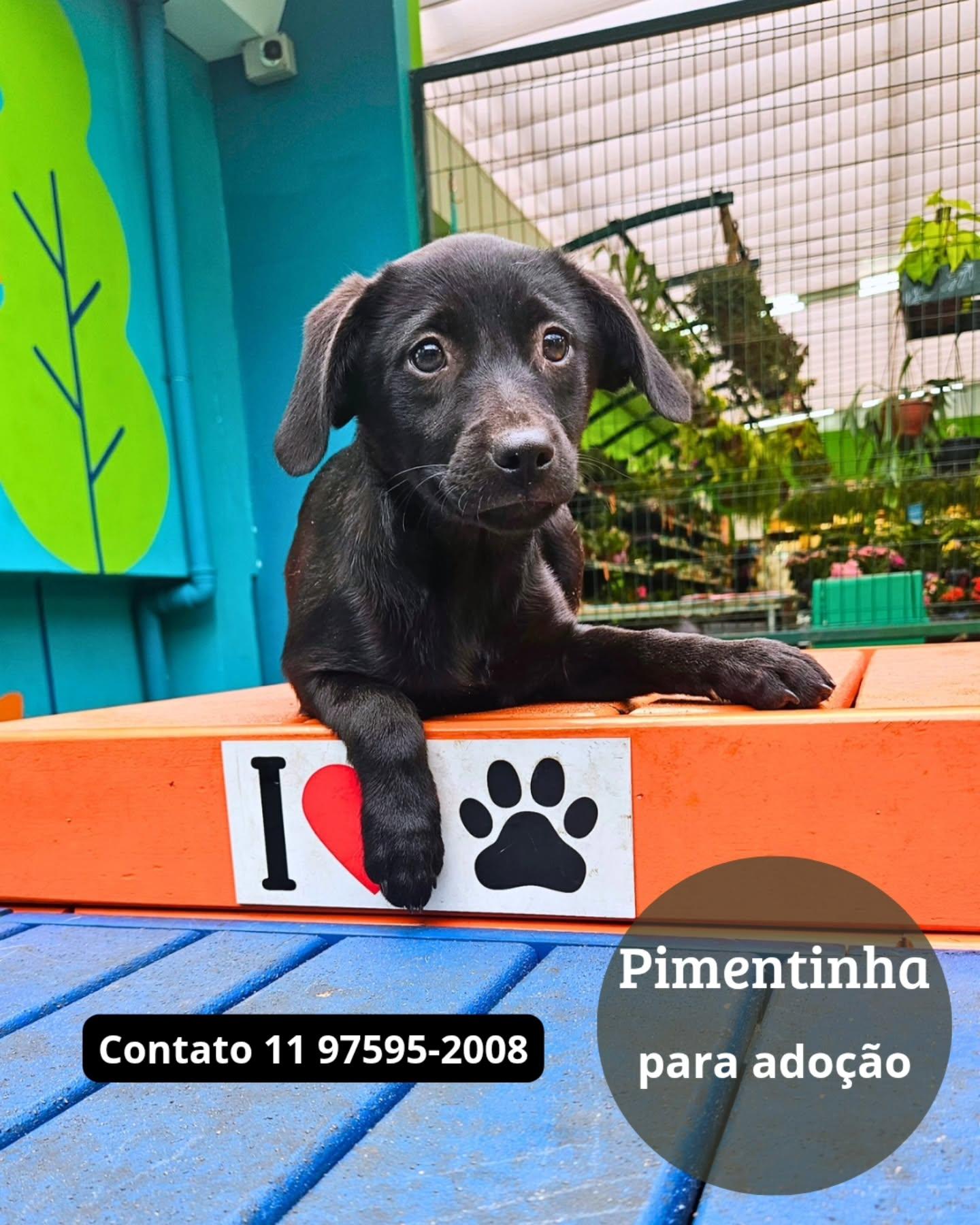 Pimentinha