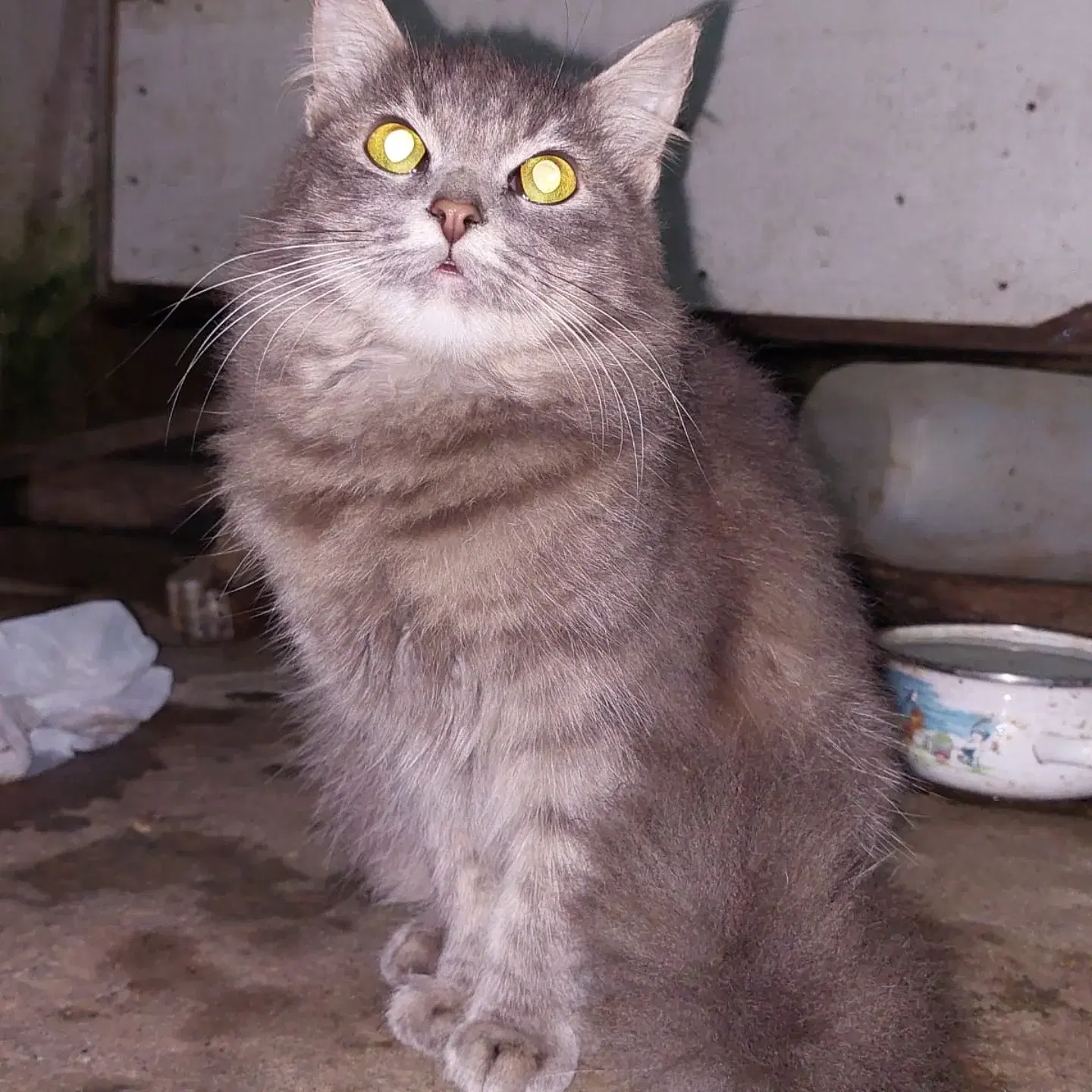 Brisa