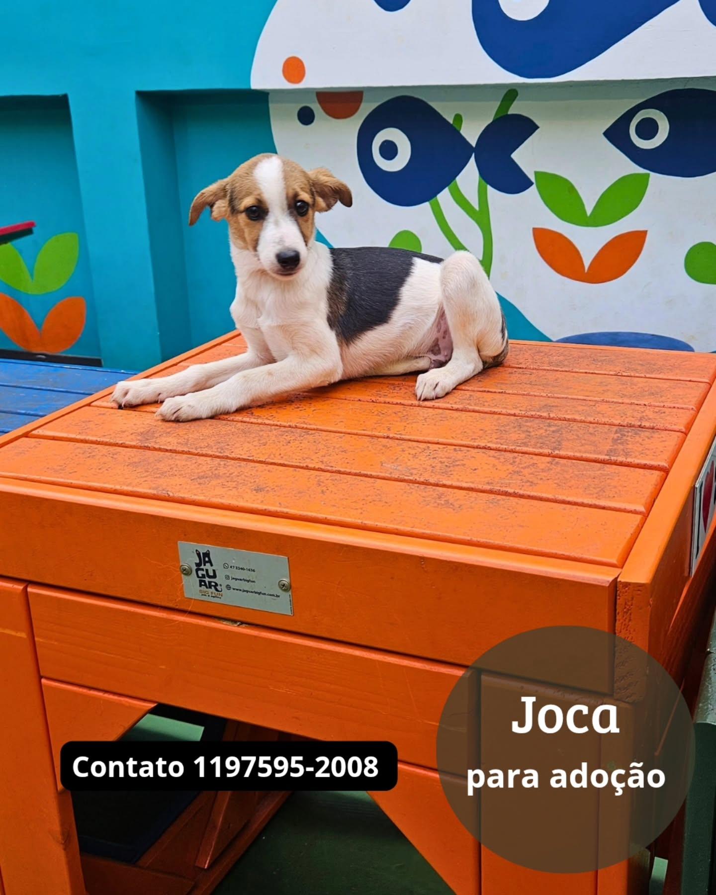 Joca