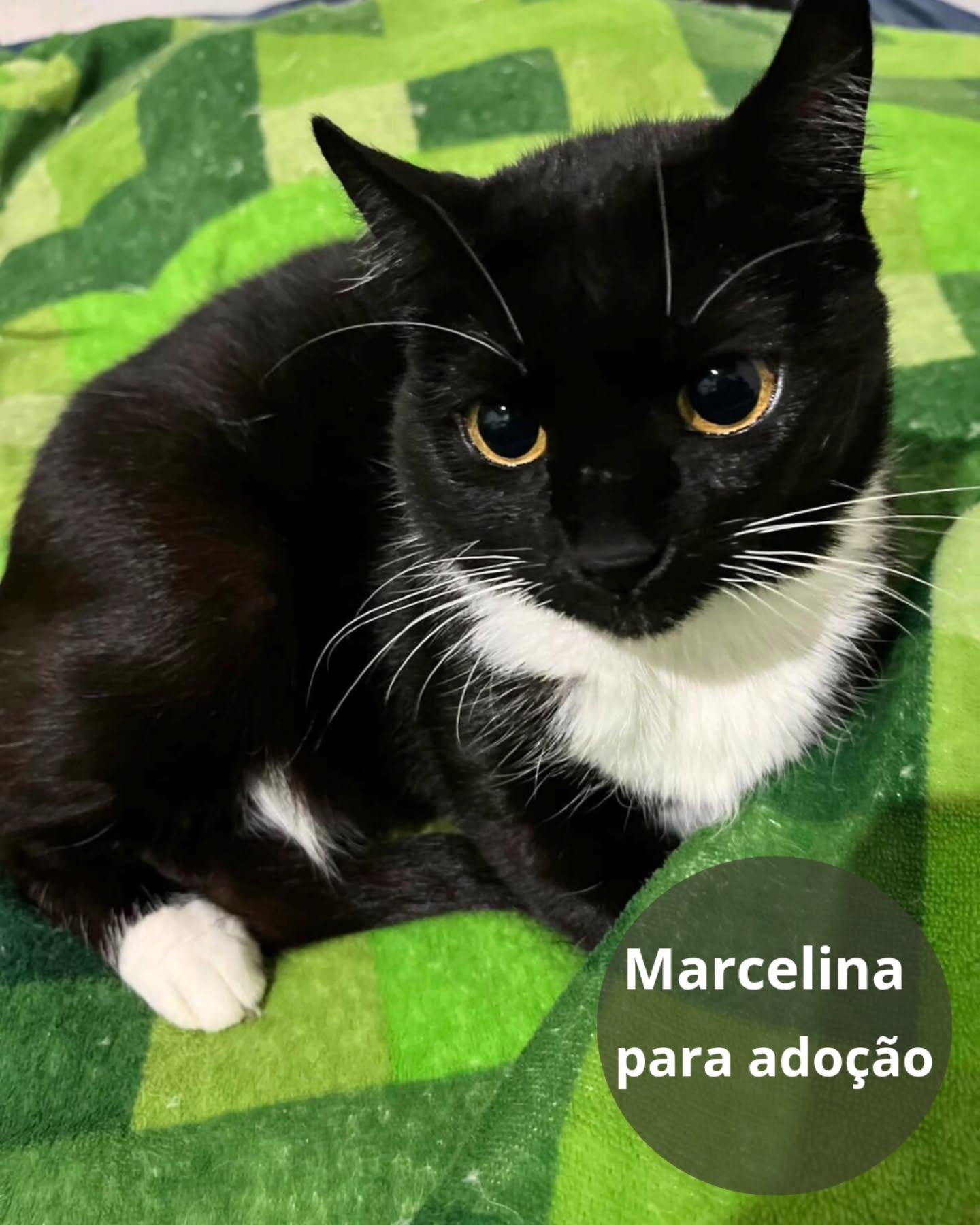 Marcelina