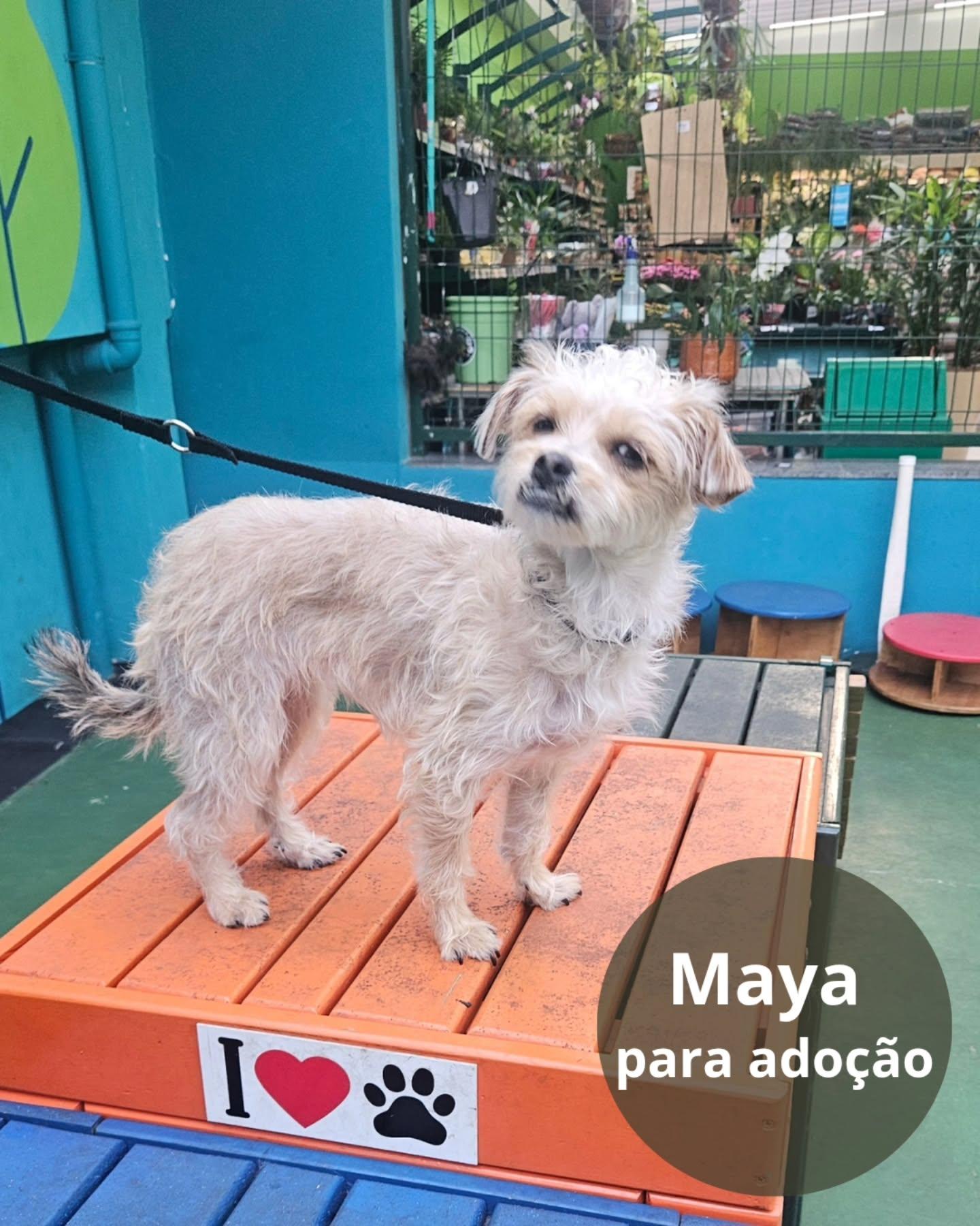 Maya