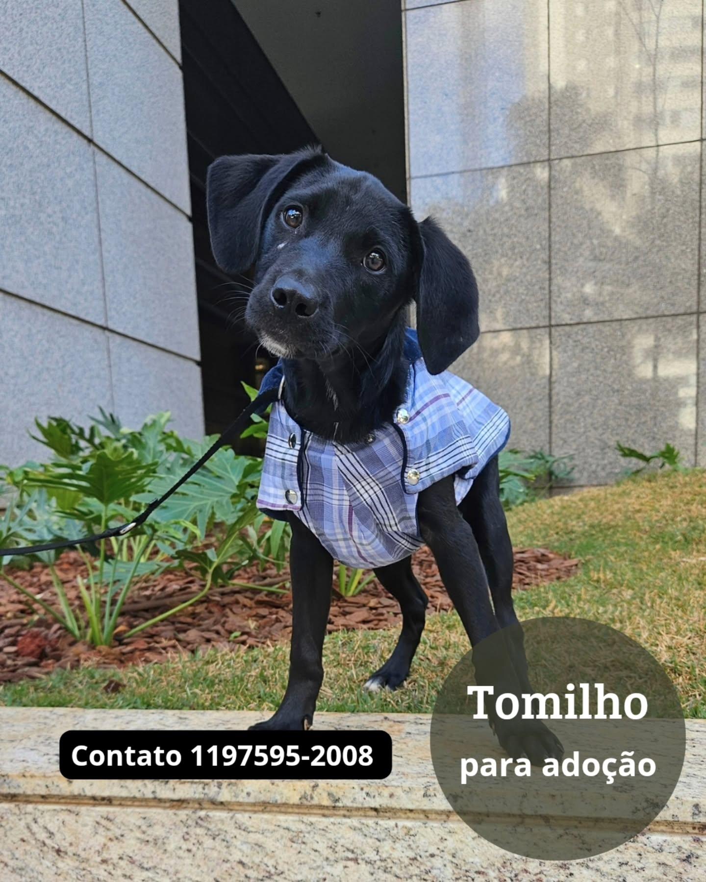 Tomilho