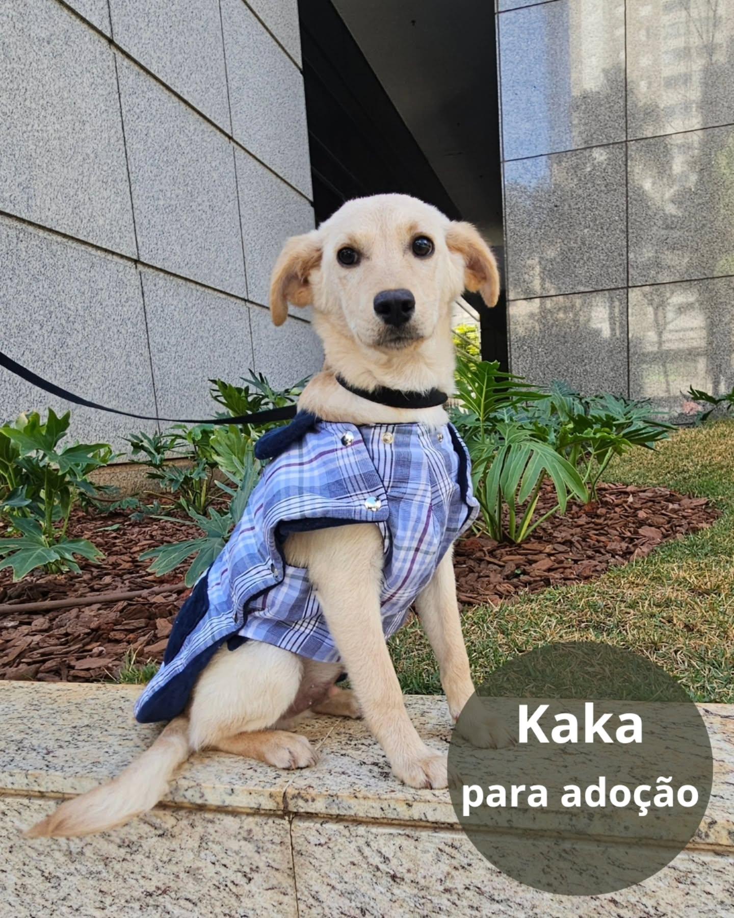 Kaka