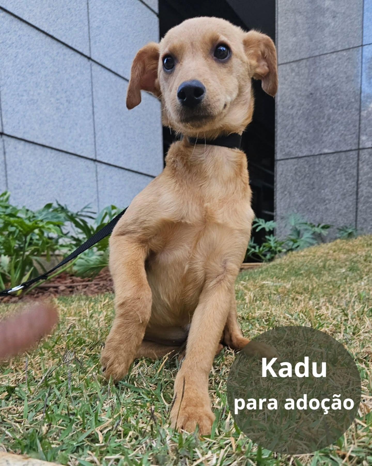 Kadu