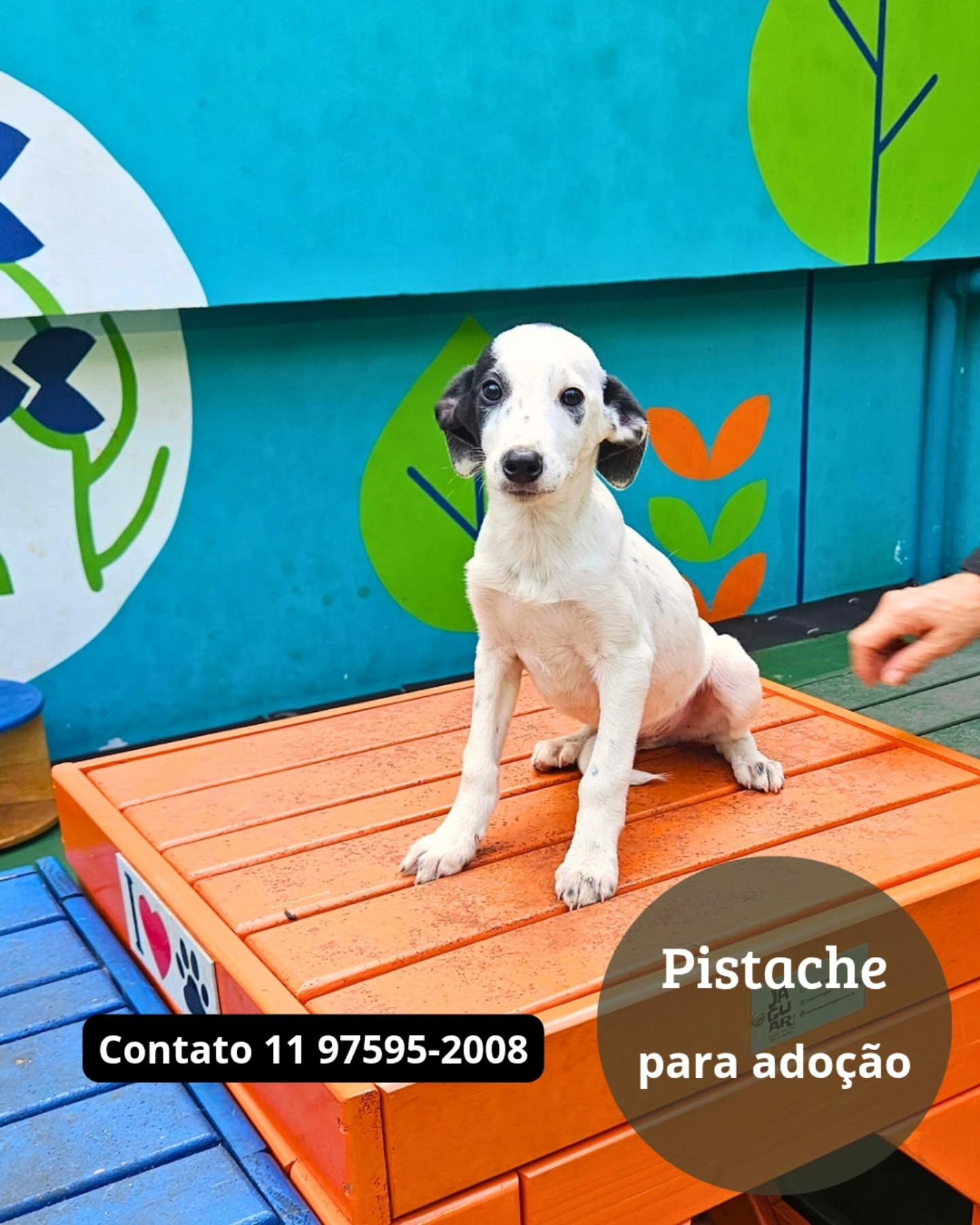 Pistache