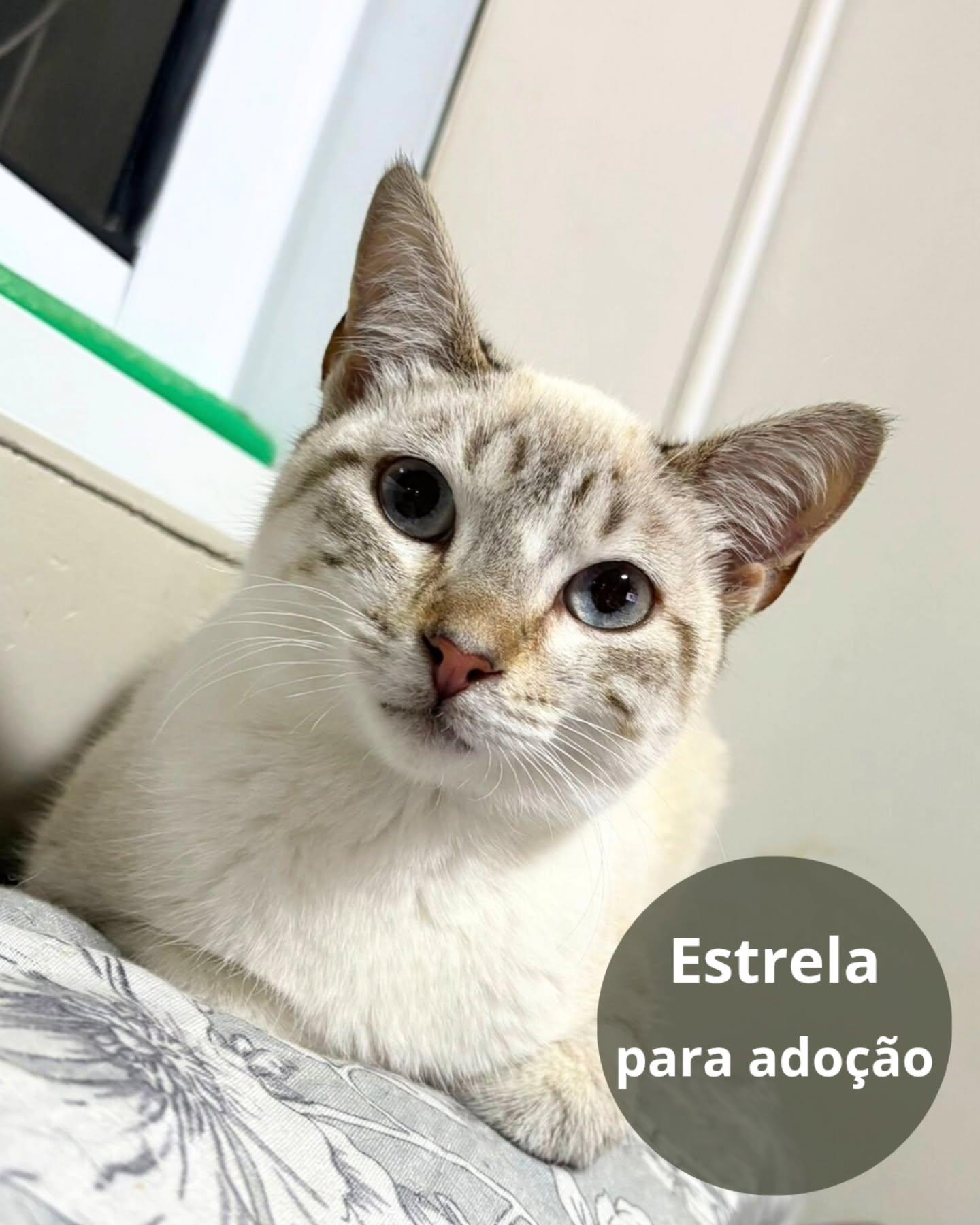 Estrela