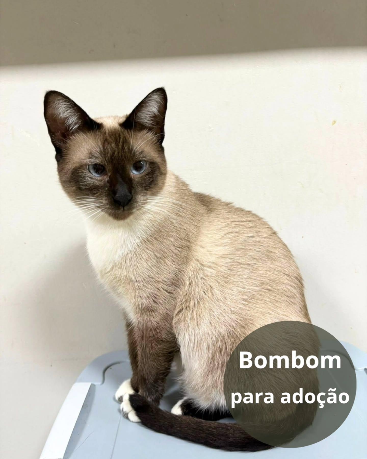 Bombom
