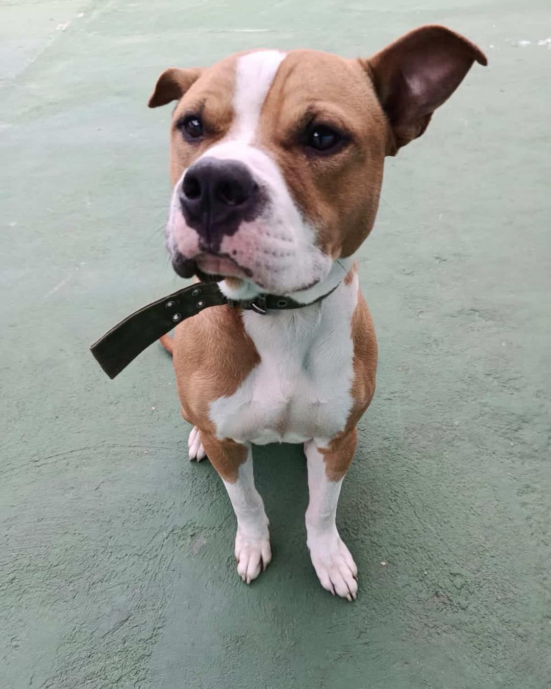 Scooby