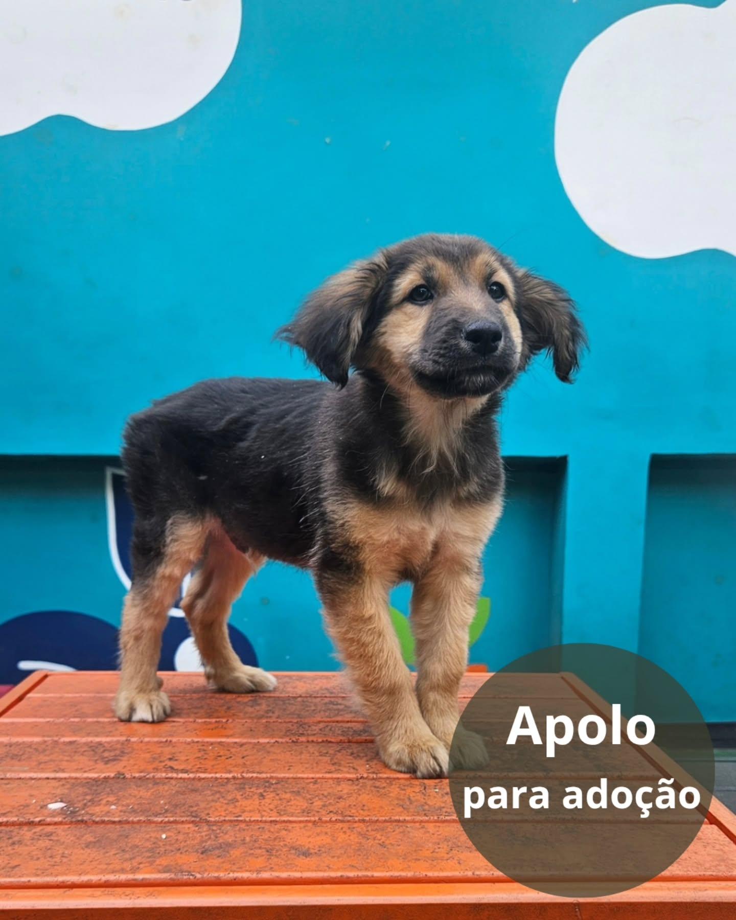 Apolo
