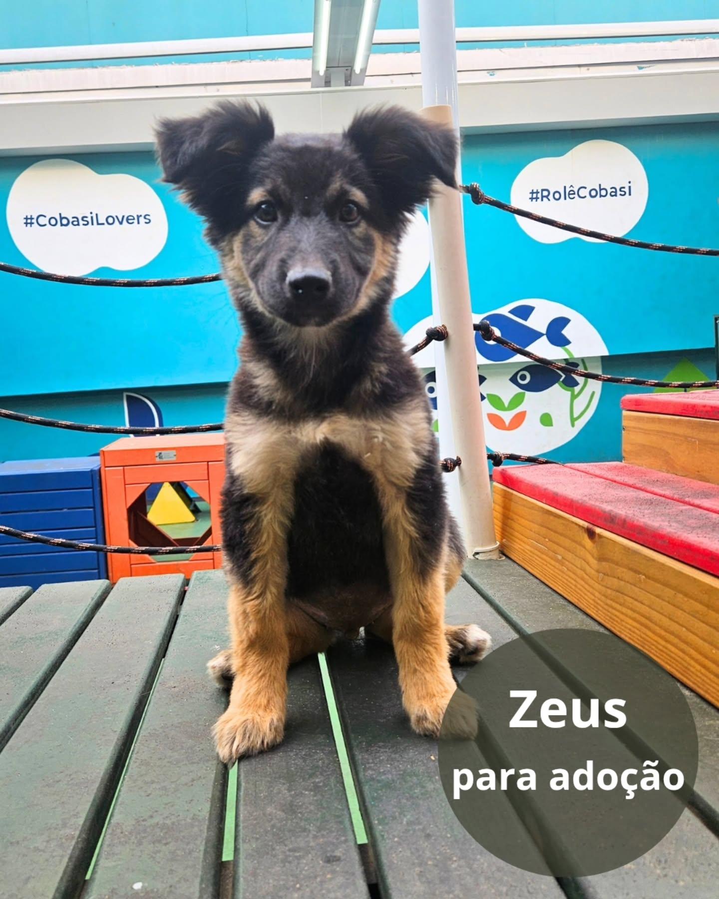 Zeus
