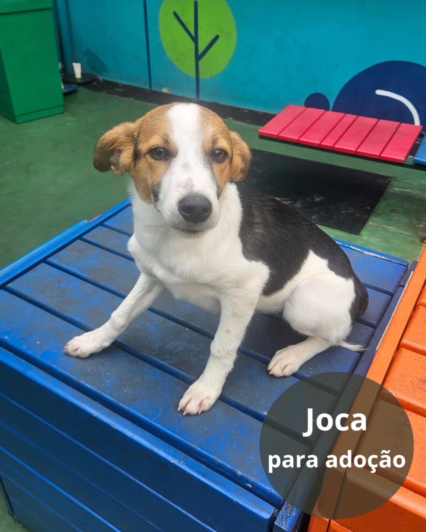 Joca