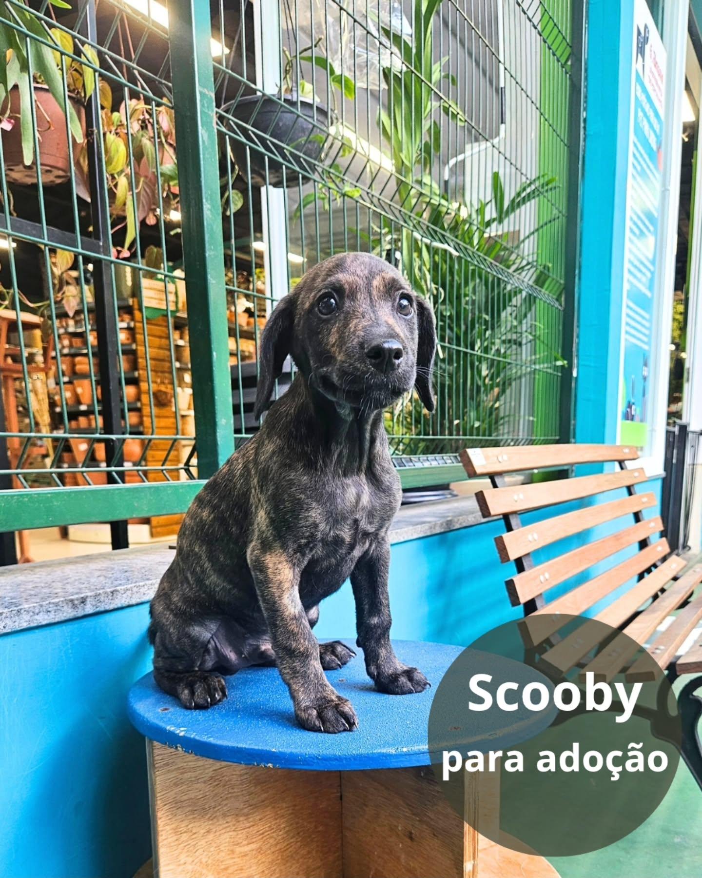 Scooby