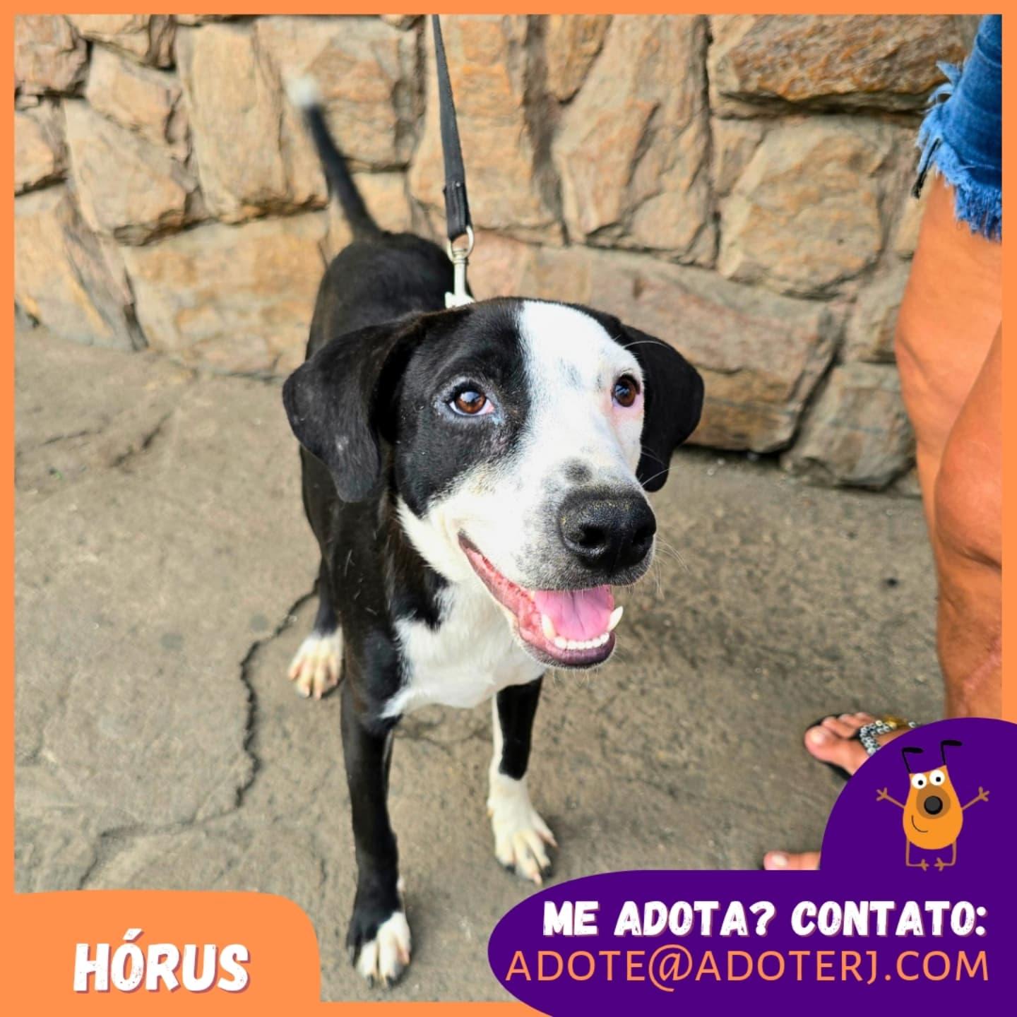 Hórus