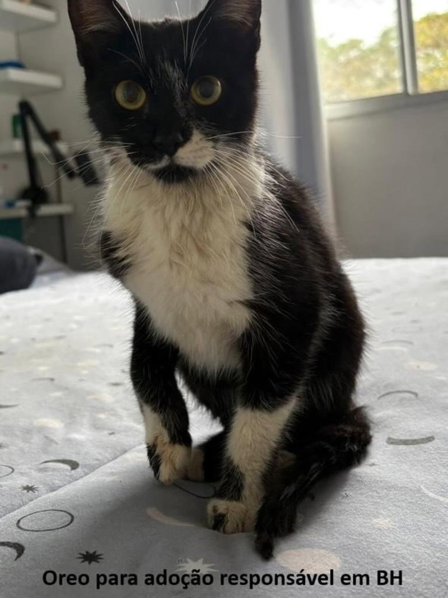 Oreo