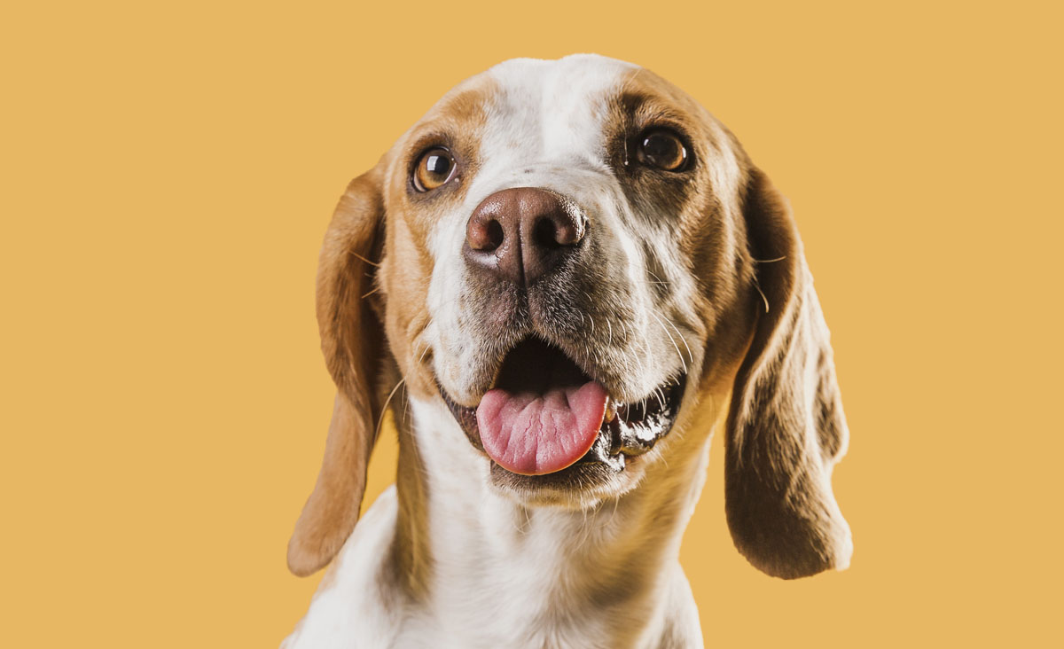 Cachorro bravo: 7 mudanças de comportamento que exigem atenção | Gold Lab  Vet, image size:1200x732